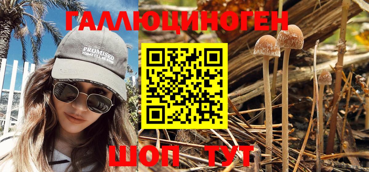 Псилоцибиновые грибы Cubensis Нальчик